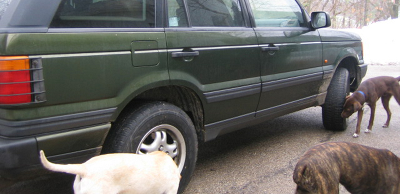 Green Land Rover With Dogs
