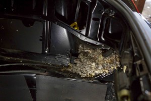 Rat Nest in a Car