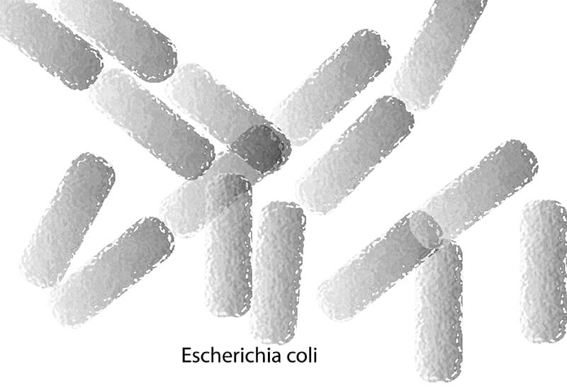 Carpet Germs - E. Coli