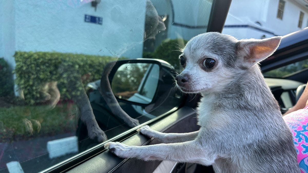 How to Clean Car Windows