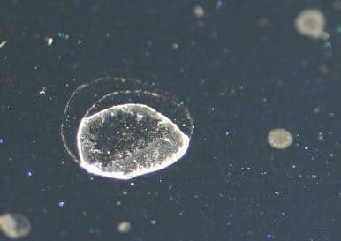 Type 1 hard mineral deposit water spot