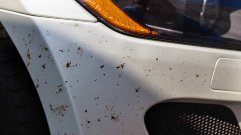 Lovebug residue covering a car's front end during Florida lovebug season